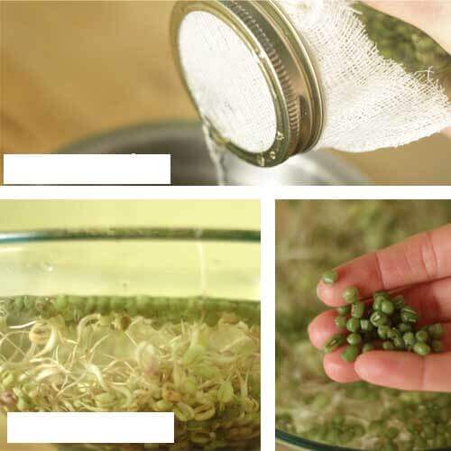 Hướng dẫn cách trồng giá đỗ trong chai, lọ thủy tinh 10