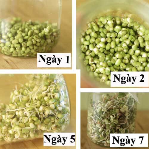 Hướng dẫn cách trồng giá đỗ trong chai, lọ thủy tinh 11