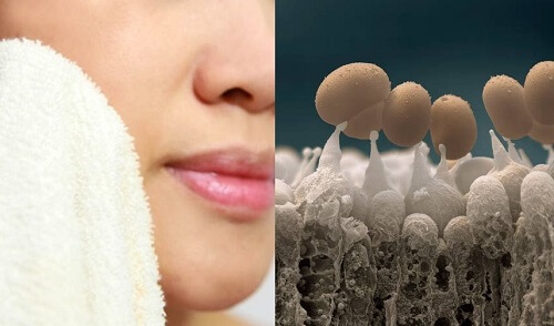 Khăn mặt của bạn bẩn như thế nào? 37 Khăn mặt của bạn bẩn như thế nào? 9