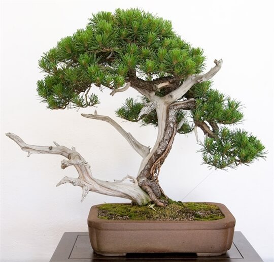 Kinh nghiệm đơn giản giúp rước phú quý vào nhà đầu năm 35 kinh-nghiem-don-gian-giup-ruoc-phu-quy-vao-nha-dau-nam