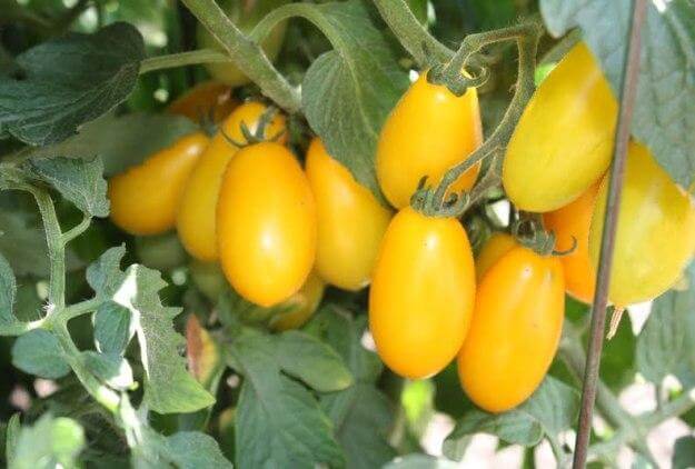 Loại cà chua đặc biệt được chăm bón từ trứng gà và sữa 36 Loại cà chua đặc biệt được chăm bón từ trứng gà và sữa 8
