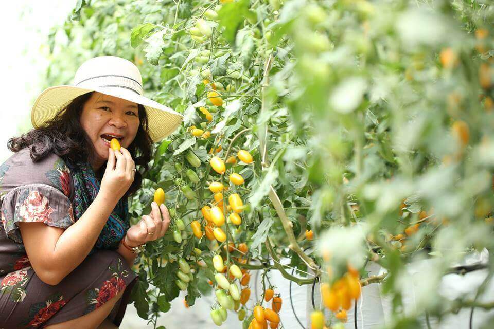 Loại cà chua đặc biệt được chăm bón từ trứng gà và sữa 37 Loại cà chua đặc biệt được chăm bón từ trứng gà và sữa 9
