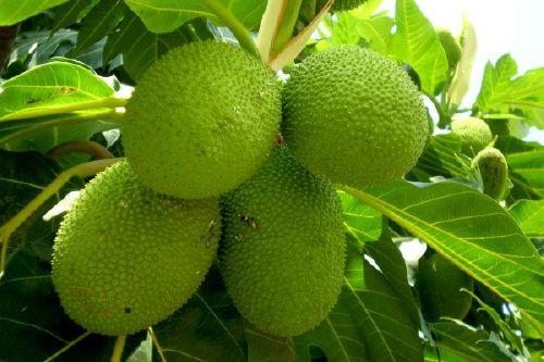 Lợi ích bất ngời từ quả sa kê 34 sa kê