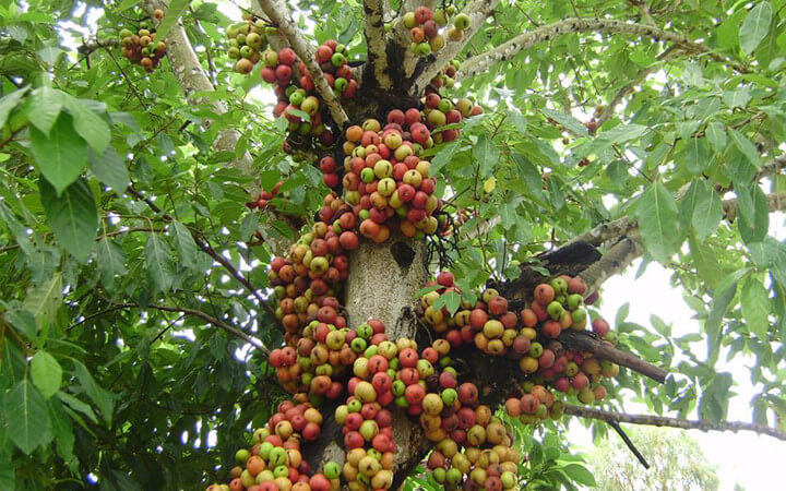 Mẹ bầu chớ xem thường quả sung quê mùa nhé! 34 Mẹ bầu chớ xem thường quả sung quê mùa nhé! 6