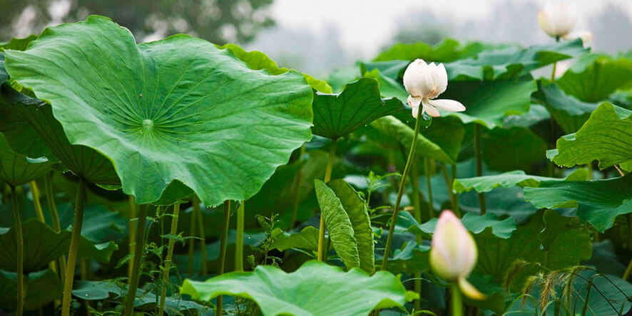 Mẹo giảm cân an toàn từ lá sen mẹ nào cũng nên biết 34 Mẹo giảm cân an toàn từ lá sen mẹ nào cũng nên biết 6