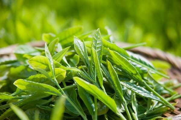 Mẹo hay "khử" mùi hôi và ẩm mốc trên quần áo, giày dép mùa mưa 34 Lá trà xanh