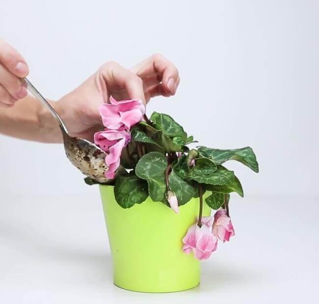 Mẹo hồi sinh cây cỏ bằng hỗn hợp thần kỳ tự chế 14