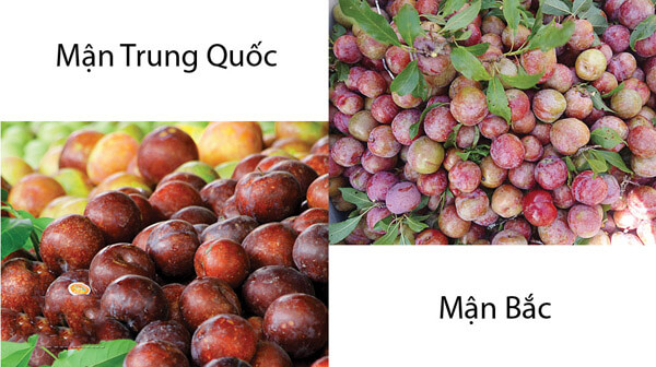 Mẹo phân biệt mận Bắc và mận Trung Quốc 34 Mẹo phân biệt mận Bắc và mận Trung Quốc 6