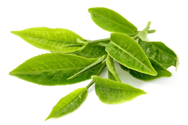 Một số mẹo hay tưa lưỡi hiệu quả cho bé 34 Một số mẹo hay tưa lưỡi hiệu quả cho bé 6