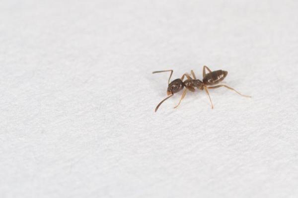 Một vài mẹo vặt hữu dụng từ phấn thơm có thể mẹ chưa biết 37 Một vài mẹo vặt hữu dụng từ phấn thơm có thể mẹ chưa biết 9