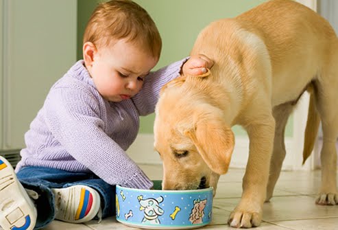 Mùa hè, mẹ đừng để bé bị lây bệnh dại từ thú cưng nhé! 34 Mùa hè, mẹ đừng để bé bị lây bệnh dại từ thú cưng nhé! 6