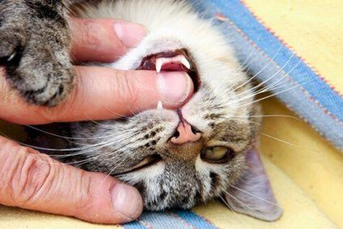Mùa hè, mẹ đừng để bé bị lây bệnh dại từ thú cưng nhé! 35 Mùa hè, mẹ đừng để bé bị lây bệnh dại từ thú cưng nhé! 7