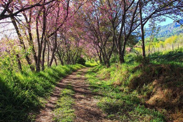 Mùa hoa anh đào ở Luberon, Provence 6
