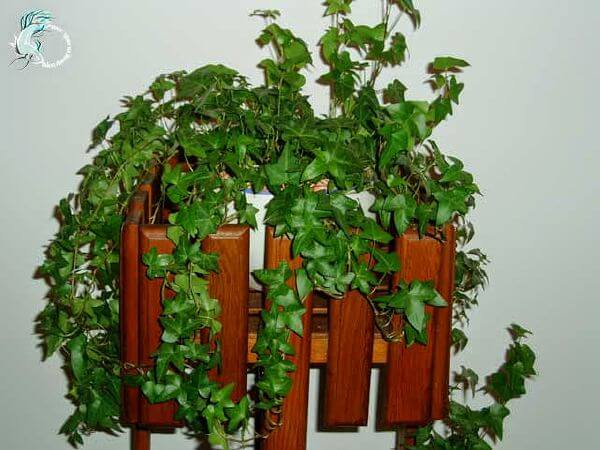 Năm mới nhớ trồng 10 loại cây này để rước tài lộc vào nhà 44 Năm mới nhớ trồng 10 loại cây này để rước tài lộc vào nhà 17