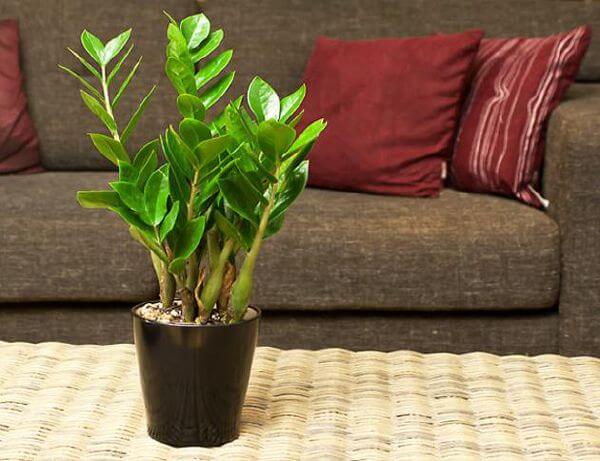 Năm mới nhớ trồng 10 loại cây này để rước tài lộc vào nhà 45 Năm mới nhớ trồng 10 loại cây này để rước tài lộc vào nhà 18