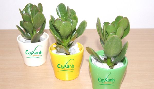 Năm mới nhớ trồng 10 loại cây này để rước tài lộc vào nhà 47 Năm mới nhớ trồng 10 loại cây này để rước tài lộc vào nhà 20