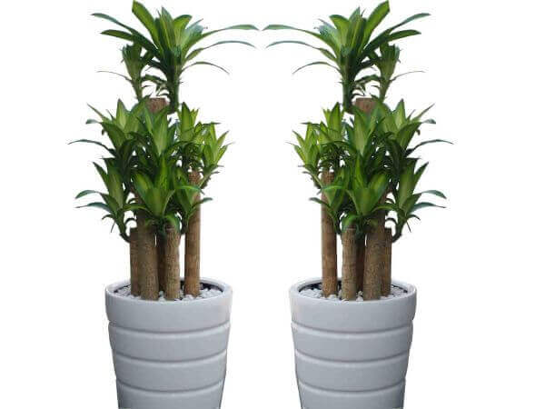 Năm mới nhớ trồng 10 loại cây này để rước tài lộc vào nhà 48 Năm mới nhớ trồng 10 loại cây này để rước tài lộc vào nhà 21