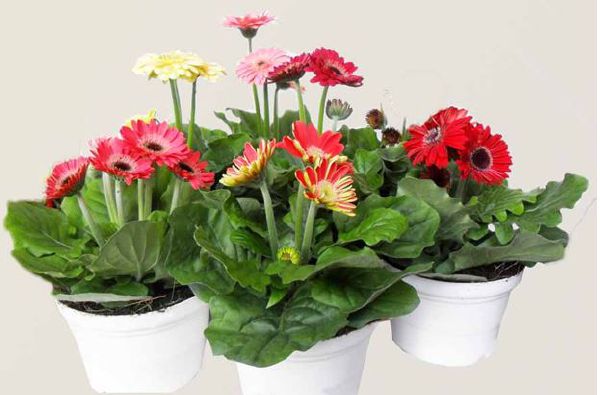 Năm mới nhớ trồng 10 loại cây này để rước tài lộc vào nhà 49 Năm mới nhớ trồng 10 loại cây này để rước tài lộc vào nhà 22