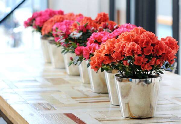 Năm mới nhớ trồng 10 loại cây này để rước tài lộc vào nhà 50 Năm mới nhớ trồng 10 loại cây này để rước tài lộc vào nhà 23