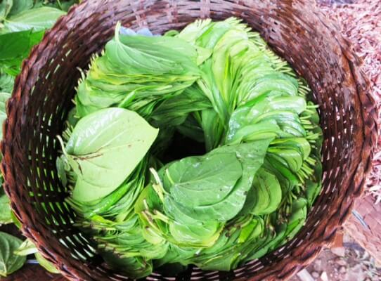 Nếu biết những lợi ích tuyệt vời này bạn sẽ ra chợ mua ngay lá trầu không 34 Nếu biết những lợi ích tuyệt vời này bạn sẽ ra chợ mua ngay lá trầu không 6