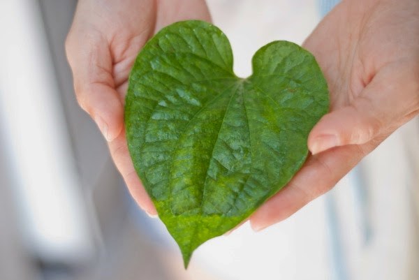 Nếu biết những lợi ích tuyệt vời này bạn sẽ ra chợ mua ngay lá trầu không 35 Nếu biết những lợi ích tuyệt vời này bạn sẽ ra chợ mua ngay lá trầu không 7