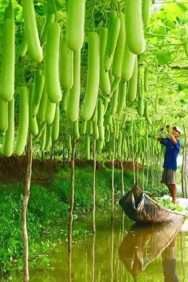 Ngắm những vườn cây sai trĩu quả này bạn sẽ muốn về nhà làm nông dân ngay 43
