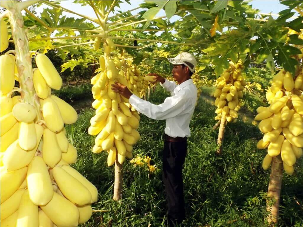 Ngắm những vườn cây sai trĩu quả này bạn sẽ muốn về nhà làm nông dân ngay 33