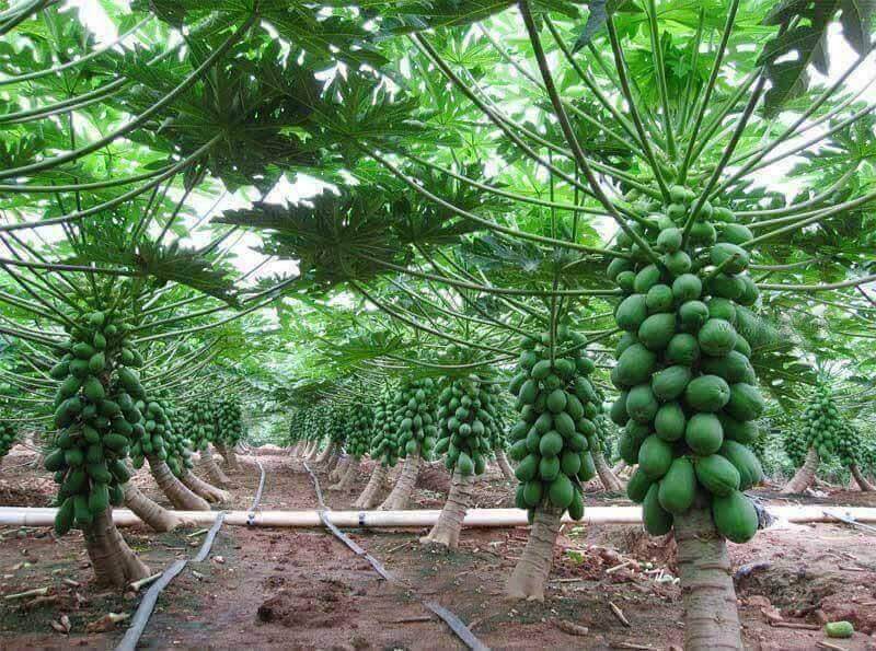 Ngắm những vườn cây sai trĩu quả này bạn sẽ muốn về nhà làm nông dân ngay 34