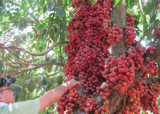 Ngắm những vườn cây sai trĩu quả này bạn sẽ muốn về nhà làm nông dân ngay 35