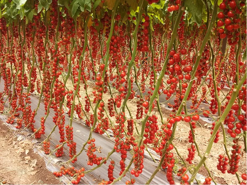 Ngắm những vườn cây sai trĩu quả này bạn sẽ muốn về nhà làm nông dân ngay 40