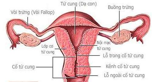 Nguy cơ tắc ống dẫn trứng, mẹ phải làm sao? 35 bong-dung-bi-tac