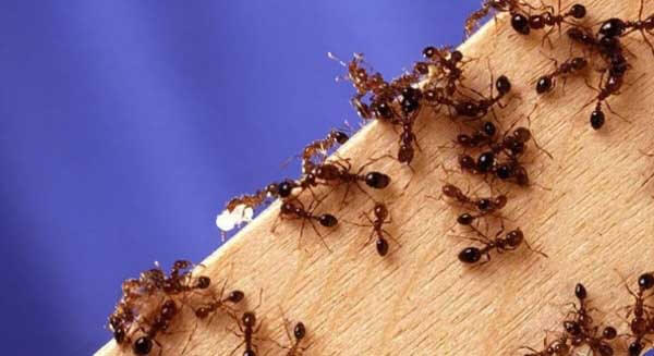 Nhiều cách đuổi kiến bằng các nguyên liệu dễ tìm có sẵn trong bếp 35 Nhiều cách đuổi kiến bằng các nguyên liệu dễ tìm có sẵn trong bếp 7