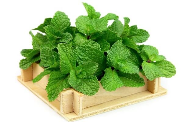 Nhiều cách "đuổi" nhanh đám ruồi đáng ghét ra khỏi nhà 6