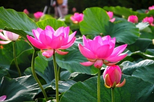 Nhiều công dụng làm đẹp và chữa bệnh không ngờ của hoa sen 35 Nhiều công dụng làm đẹp và chữa bệnh không ngờ của hoa sen 7