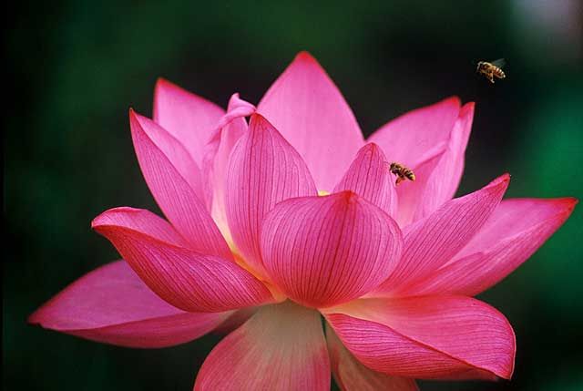 Nhiều công dụng làm đẹp và chữa bệnh không ngờ của hoa sen 37 Nhiều công dụng làm đẹp và chữa bệnh không ngờ của hoa sen 9