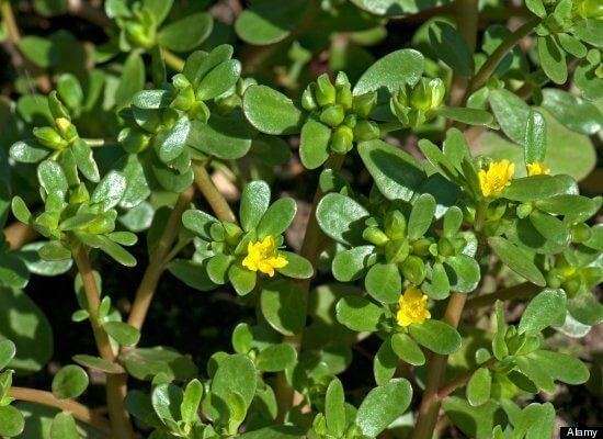 Những loại rau củ mẹ bầu tuyệt đối đừng ăn 11