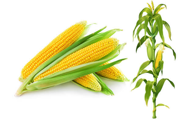 Những lợi ích bất ngờ ít ai biết của bắp ngô đối với sức khỏe 34 Những lợi ích bất ngờ ít ai biết của bắp ngô đối với sức khỏe 6