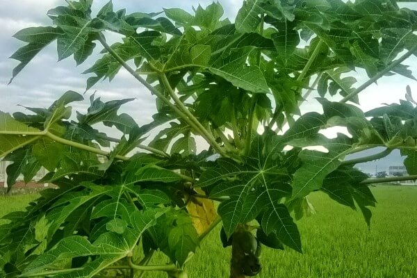 Những lợi ích bất ngờ từ lá đu đủ 6