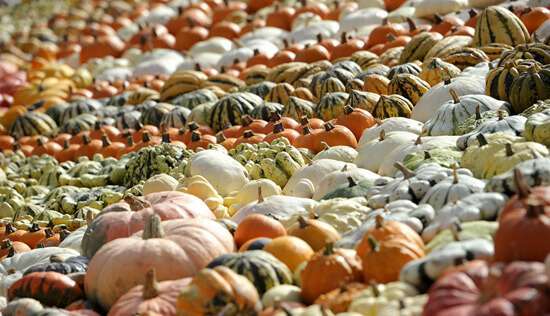 Những sự thật thú vị về Halloween 41 Những sự thật thú vị về Halloween 13