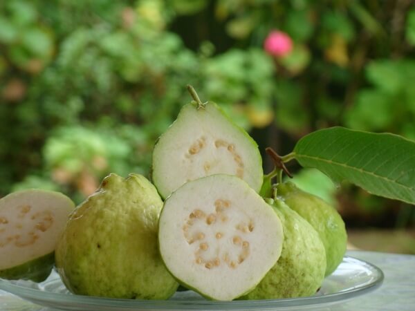 Ổi mang đến nguồn dinh dưỡng thần kỳ cho bé 37 oi-mang-den-nguon-dinh-duong-than-ky-cho-be