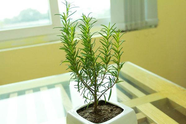 Phòng Virus Zika, hãy trồng 12 loại cây, hoa xua đuổi muỗi này 48 Cây hương thảo