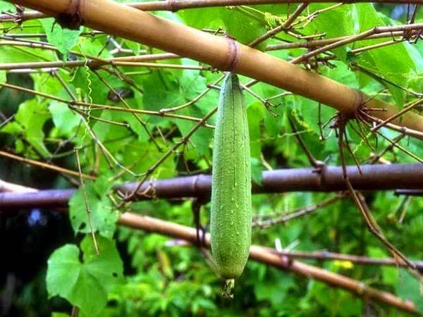 Quả mướp “thần dược” của sức khỏe và sắc đẹp 34 Quả mướp “thần dược” của sức khỏe và sắc đẹp 6