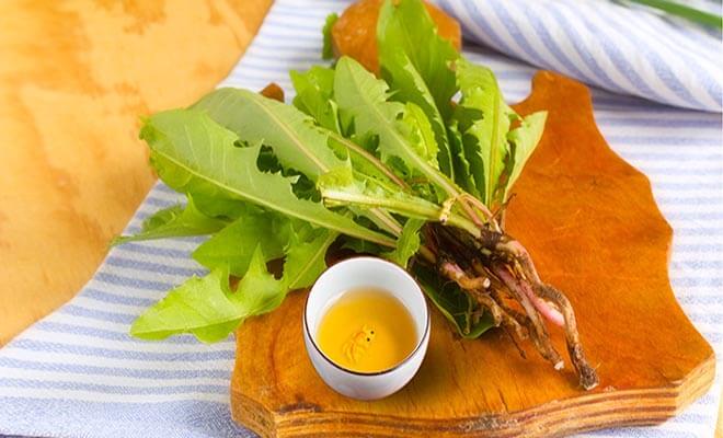 Rễ cây bồ công anh có thể tiêu diệt tế bào ung thư trong 48 giờ 37 Rễ cây bồ công anh có thể tiêu diệt tế bào ung thư trong 48 giờ 9