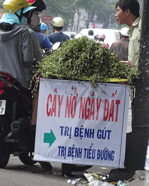 Sự thật về tác dụng của cây nở ngày đất 34 su-that-ve-tac-dung-cua-cay-no-ngay-dat
