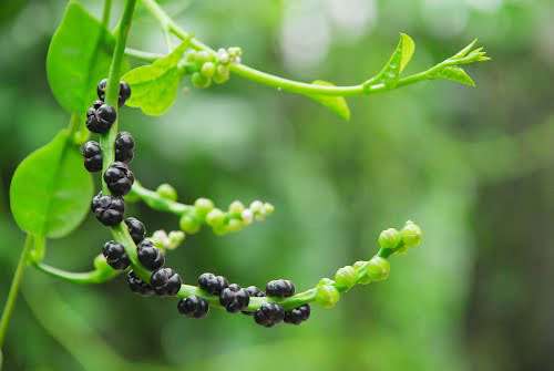 Tác dụng tuyệt vời của rau mùng tơi 36 tac-dung-tuyet-voi-cua-rau-mung-toi