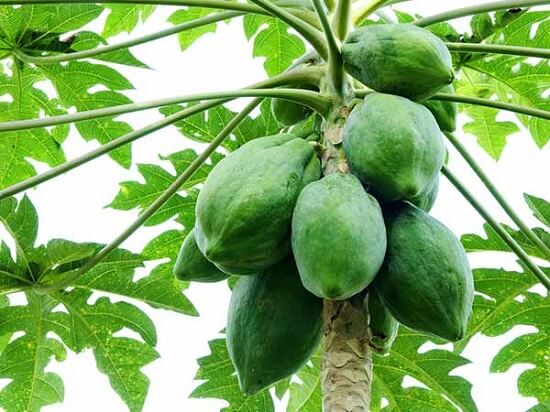 Đu đủ xanh có thể hỗ trợ chữa khỏi bệnh gút