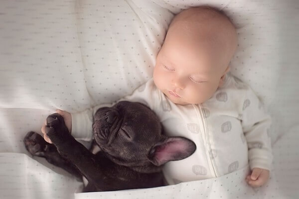 Tình cảm trong sáng, vô điều kiện của bé trai và chú chó bull 41 Tình cảm trong sáng, vô điều kiện của bé trai và chú chó bull 5