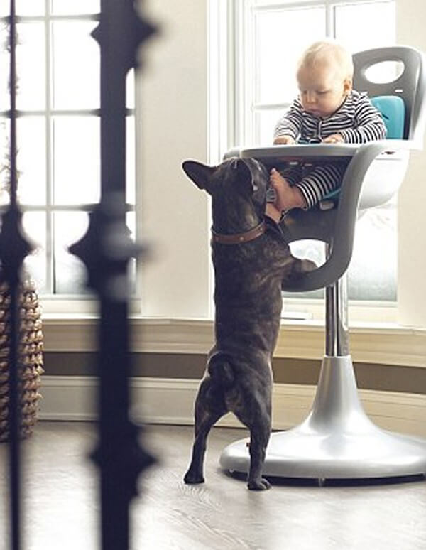 Tình cảm trong sáng, vô điều kiện của bé trai và chú chó bull 45 Tình cảm trong sáng của bé trai và chú chó bull sinh cùng ngày