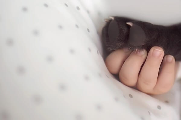 Tình cảm trong sáng, vô điều kiện của bé trai và chú chó bull 48 Tình cảm trong sáng của bé trai và chú chó bull sinh cùng ngày