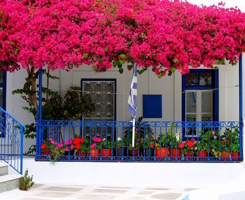 Tô điểm cho ngôi nhà bằng giàn hoa giấy rực rỡ 50 Tô điểm cho ngôi nhà bằng giàn hoa giấy rực rỡ 22